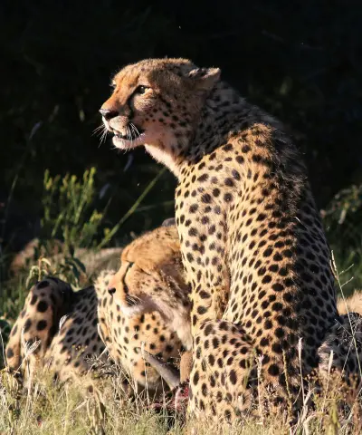 WildLife